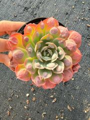 16株の抜き苗セット】バンシー 多肉植物 佐川急便発送 エケベリア 韓国