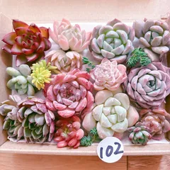102 多肉植物寄せ植えセット