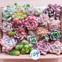 104 多肉植物寄せ植えセット