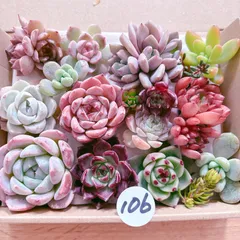 106 多肉植物寄せ植えセット