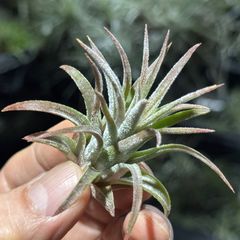 HR＊チランジア ヒルタ v. ヒルタ Tillandsia hirta var. hirta＊エア