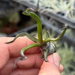 HR＊チランジア ヒルタ v. ヒルタ Tillandsia hirta var. hirta＊エア