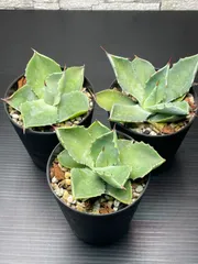 2025年最新】イシスメンシス アガベの人気アイテム - メルカリ