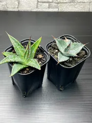 2026年最新】アガベ モンタナの人気アイテム - メルカリ