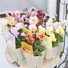 2025年最新】花苗の人気アイテム - メルカリ