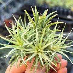 HR＊チランジア ヒルタ v. ヒルタ Tillandsia hirta var. hirta＊エア