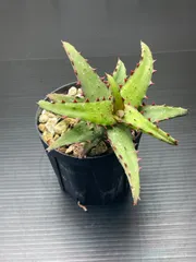 メルカリ便発送☆アロエ実生苗 (コニフェラ×カスティロニアエ)×メラナカンサ 2025年最新】アロエ カスティロニアエの人気アイテム - メルカリ