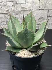 2025年最新】アガベ パラサナの人気アイテム - メルカリ