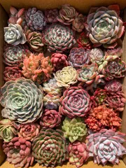 新入荷 数量限定 35株 カット苗 詰め合わせ 肉厚 多肉植物 エケベリア サボテン 韓国苗