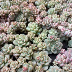 【第四種郵便発送】多肉植物　エケベリア　キャラメルの妖精　プラグ苗　2個セット