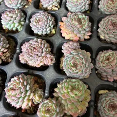 2025年最新】ビンセントカトーの人気アイテム - メルカリ