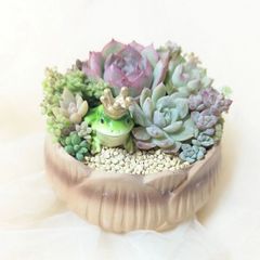 そのまま飾れる多肉植物寄せ植え 大 猫ちゃん 管理書付き - メルカリ