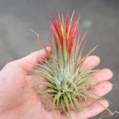 2025年最新】チランジアの人気アイテム - メルカリ