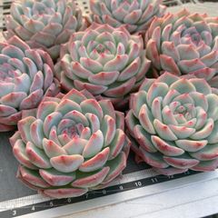 多肉植物☆ルビーリング☆ - メルカリ