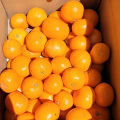 有田みかん【サイズ混合】10kg（箱込）