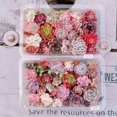 多肉植物 寄せ植えset大盛り2packset♡1273
