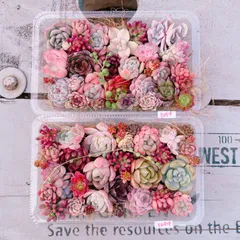 多肉植物 寄せ植えset大盛り2packset♡1274