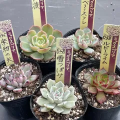 多肉植物ミックスベリア♡❤︎抜き苗(根付き)