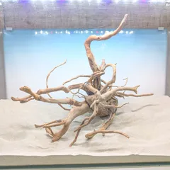 2025年最新】ADA ブランチウッドの人気アイテム - メルカリ