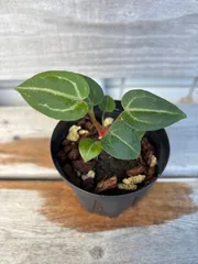 2025年最新】アンスリウムの人気アイテム - メルカリ