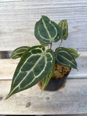 P. Flamenco（hillii x coronarium）TC ビカクシダ - メルカリ