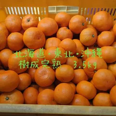 1.28(水)出荷　北海道・東北・沖縄便　3.5kg蔵出し樹成完熟みかん　無選別　低農薬　香川県仁尾