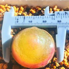 稀少 コンゴ大結晶 アメジストクラスター 2.5Kg天然石 玄関開運 置物