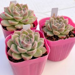 多肉植物 ラズベリーアイスhyb 韓国苗 1苗 - メルカリ