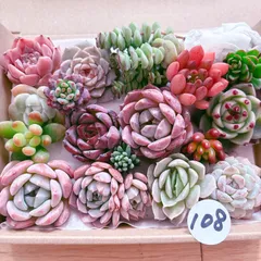 108 多肉植物寄せ植えセット
