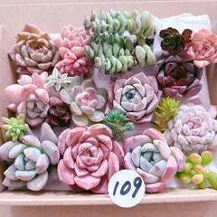 109 多肉植物寄せ植えセット