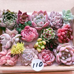 110 多肉植物寄せ植えセット
