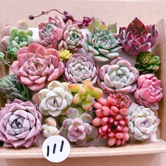 111 多肉植物寄せ植えセット