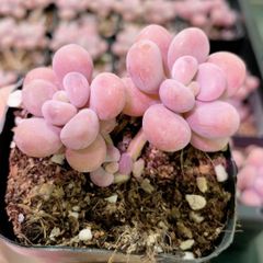 新入荷 多肉植物 超キラキラ ドロサンテマム ルビー錦 小苗 抜き苗 1株