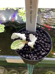 ブセファランドラ sp. ピンクバリエガータ - メルカリ