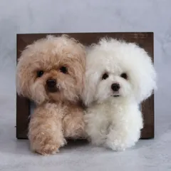 いおさまオーダー 羊毛フェルト トイプー フレーム ハンドメイド