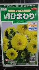 八重咲き ひまわり グミーベア 種 郵便 ３袋セット