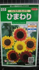 ひまわり バイカラー ミックス 向日葵 種 郵便 ３袋セット