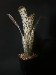 Billbergia Solsa ② 子株付き 2025年最新】BILLBERGIAの人気アイテム - メルカリ