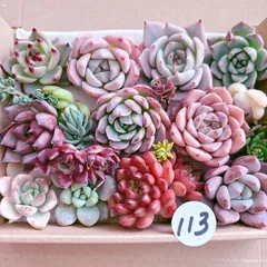 113 多肉植物寄せ植えセット