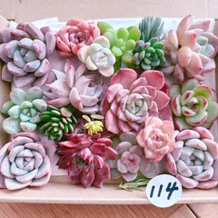 114 多肉植物寄せ植えセット