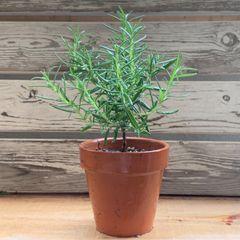 ユーカリグニー苗 3号 ポット発送❣️ シンボルツリー ボタニカル