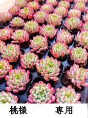 桃様　専用　第四種郵で発送