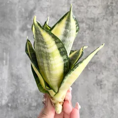 2025年最新】ゴールデンウェンディの人気アイテム - メルカリ