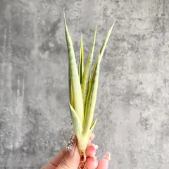 2025年最新】サンセベリア 希少の人気アイテム - メルカリ