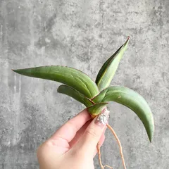 2025年最新】サンセベリア 希少の人気アイテム - メルカリ