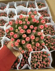 2025年最新】錦 アエオニウムの人気アイテム - メルカリ