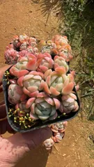 【50株の抜き苗セット】クリームベリー　多肉植物　佐川急便発送　エケベリア　韓国苗　Z1868