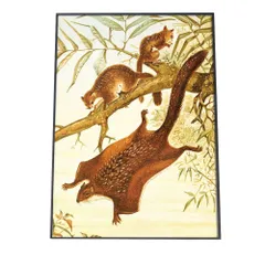 【A3サイズ（約30×42cm）】【bn-poster-897】ポスター フレーム付き 動物 モモンガ リス 北欧 アニマル 博物画 インテリア フォト レトロ 古い アンティーク モダンお洒落 小さい 縦