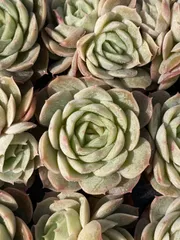 新春セール　XQS14　アンスノー　105苗セット　土と根付き　多肉植物　エケベリア　韓国苗　サボテン　詰め合わせ　寄せ植え