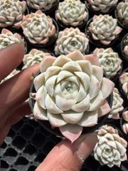 SALEセット♥ ビロード MT696×50苗 抜き苗 多肉植物 詰め合わせ